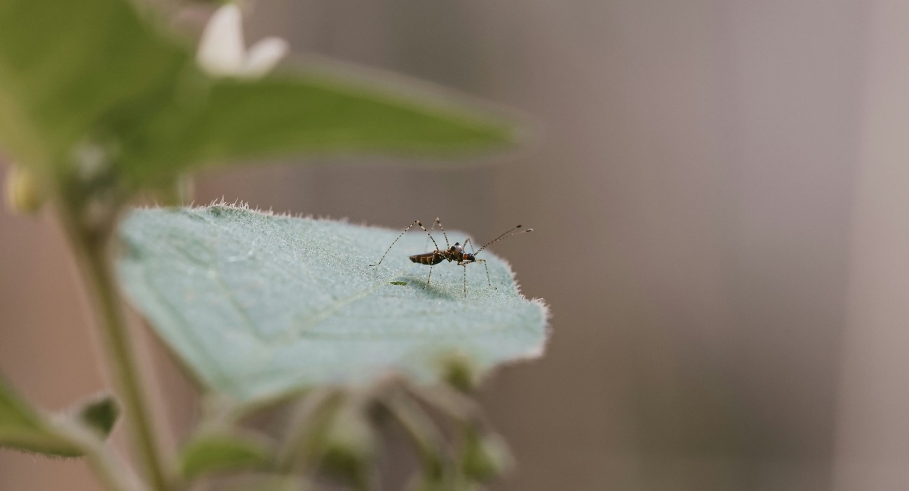 Reportan 25 Personas Hospitalizadas por Dengue en Puebla