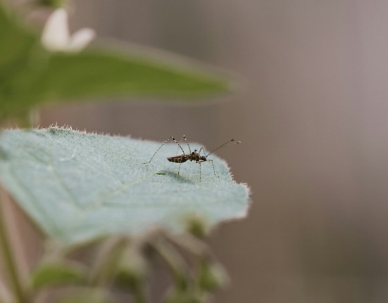 Reportan 25 Personas Hospitalizadas por Dengue en Puebla