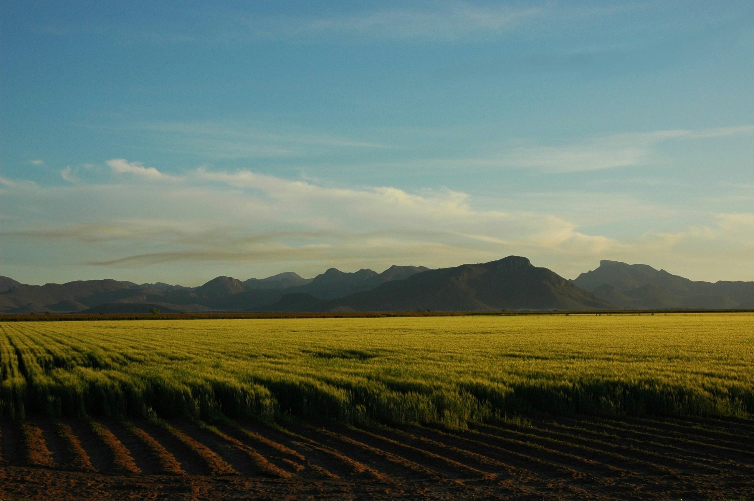 Descubre cómo la innovación en la agricultura mexicana, con drones, riego inteligente y Big Data, está transformando el campo nacional hacia un futuro más sostenible.